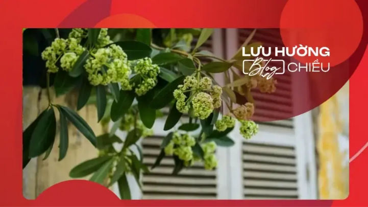 Hoa sữa Hà Nội - ký ức một thời yêu